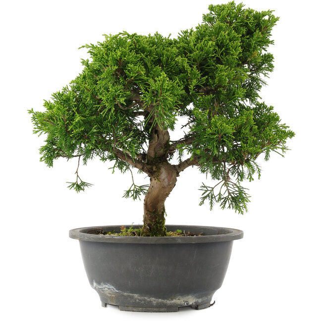 Juniperus chinensis, 29 cm, ± 15 ans