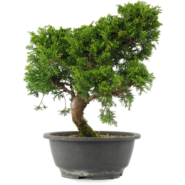 Juniperus chinensis, 29 cm, ± 15 jaar oud