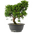 Juniperus chinensis, 29 cm, ± 15 jaar oud