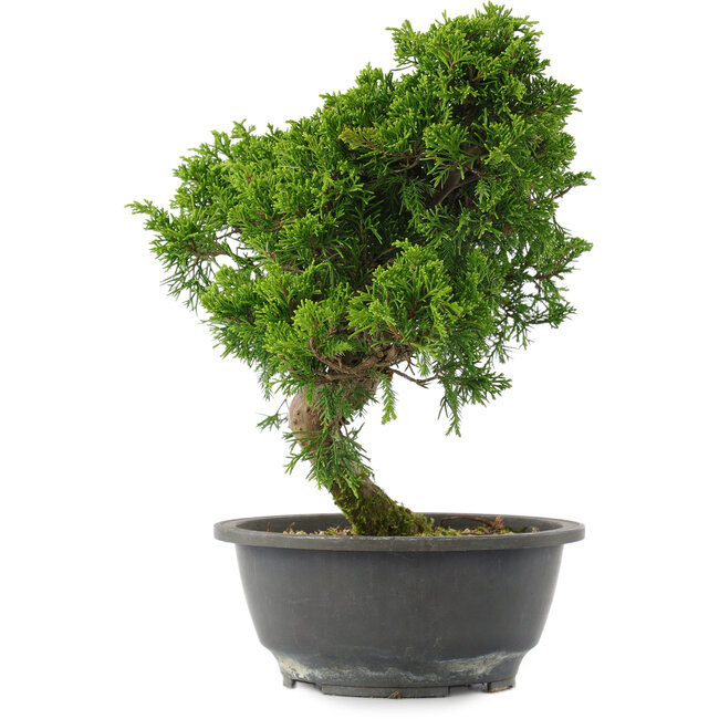 Juniperus chinensis, 29 cm, ± 15 jaar oud