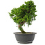 Juniperus chinensis, 29 cm, ± 15 jaar oud
