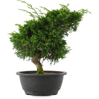 Juniperus chinensis, 27 cm, ± 15 jaar oud
