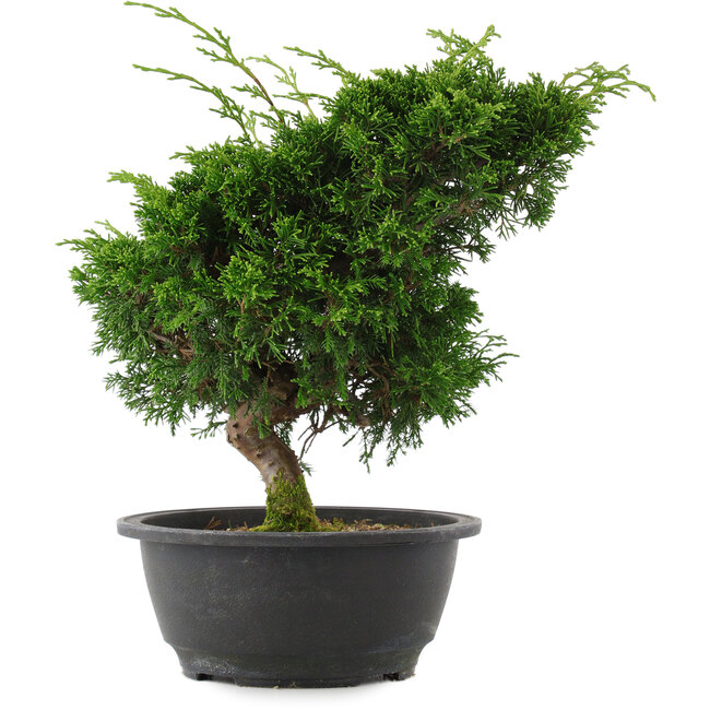 Juniperus chinensis, 27 cm, ± 15 jaar oud