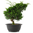 Juniperus chinensis, 27 cm, ± 15 jaar oud