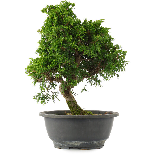 Juniperus chinensis, 29 cm, ± 15 jaar oud