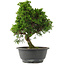Juniperus chinensis, 29 cm, ± 15 jaar oud