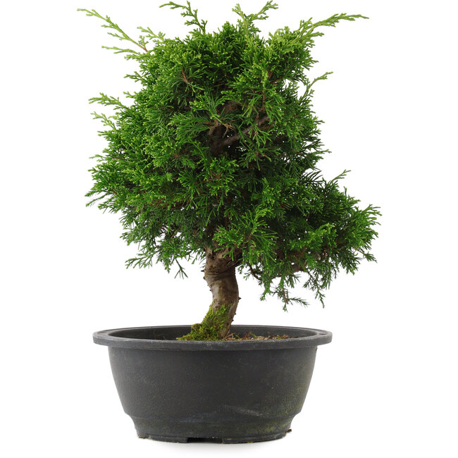 Juniperus chinensis, 27 cm, ± 15 years old