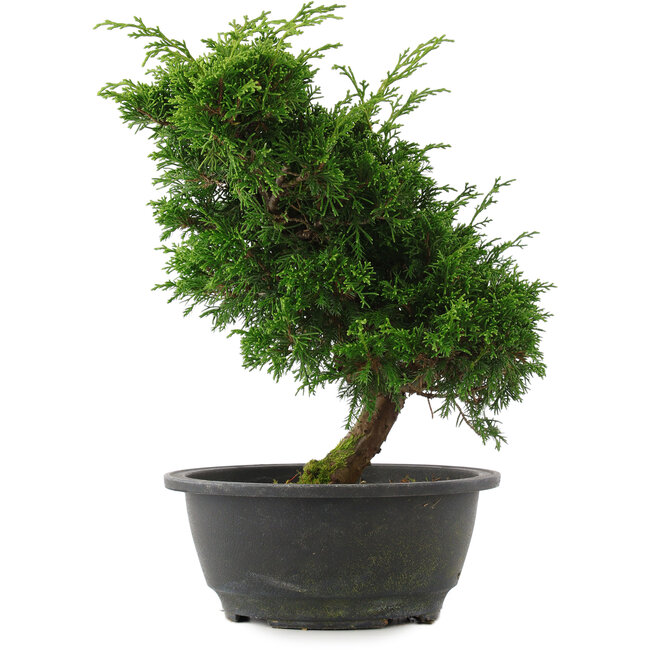 Juniperus chinensis, 27 cm, ± 15 años