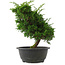 Juniperus chinensis, 27 cm, ± 15 jaar oud