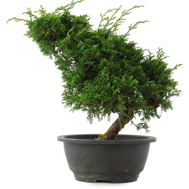 Juniperus chinensis, 27 cm, ± 15 ans
