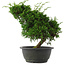 Juniperus chinensis, 27 cm, ± 15 anni