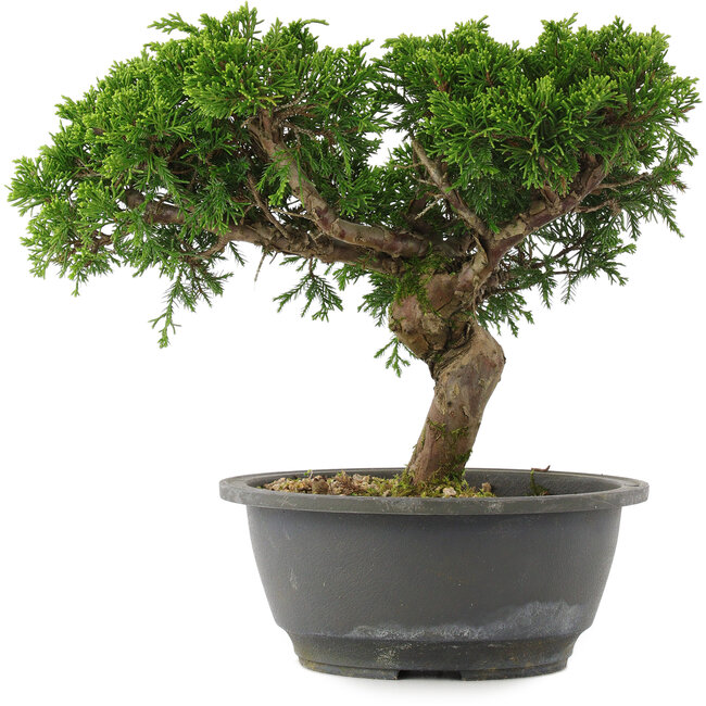 Juniperus chinensis, 22,5 cm, ± 15 jaar oud