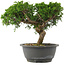 Juniperus chinensis, 22,5 cm, ± 15 jaar oud