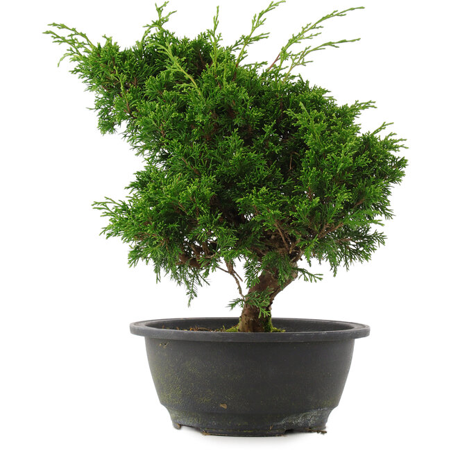 Juniperus chinensis, 27 cm, ± 15 ans