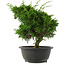 Juniperus chinensis, 27 cm, ± 15 jaar oud