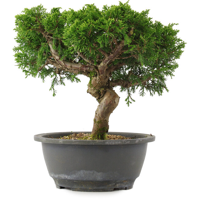 Juniperus chinensis, 22,5 cm, ± 15 años