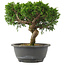 Juniperus chinensis, 22,5 cm, ± 15 jaar oud