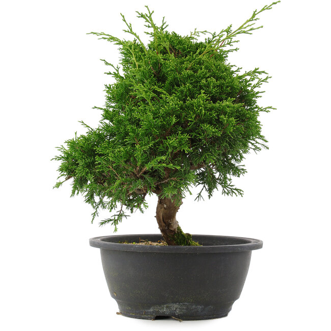 Juniperus chinensis, 27 cm, ± 15 años