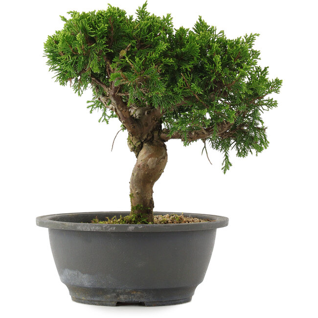 Juniperus chinensis, 22,5 cm, ± 15 years old