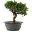 Juniperus chinensis, 22,5 cm, ± 15 jaar oud