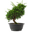 Juniperus chinensis, 27 cm, ± 15 jaar oud