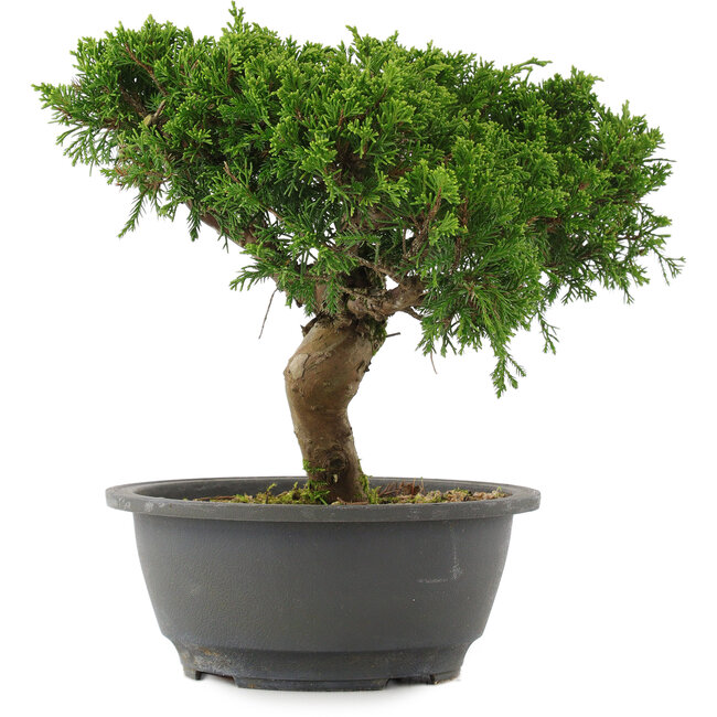Juniperus chinensis, 22,5 cm, ± 15 años