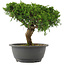 Juniperus chinensis, 22,5 cm, ± 15 jaar oud