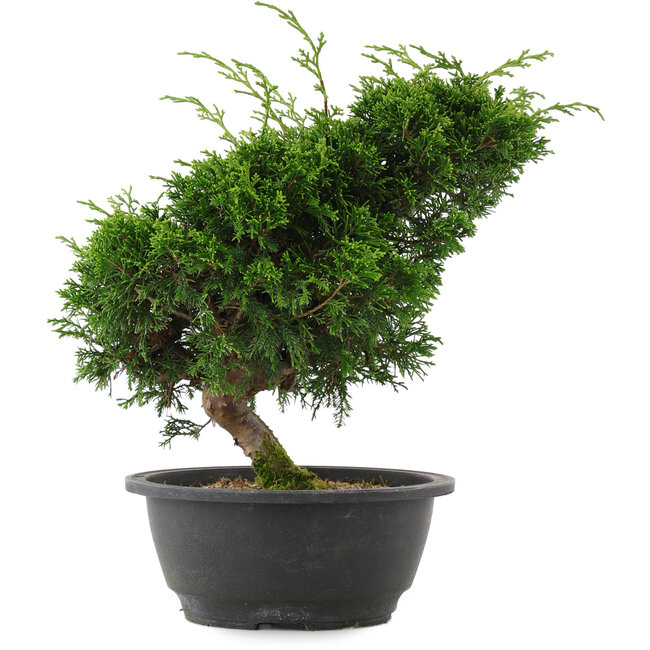 Juniperus chinensis, 27 cm, ± 15 años