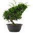 Juniperus chinensis, 27 cm, ± 15 jaar oud