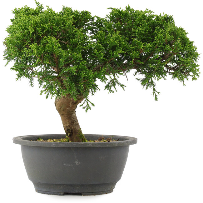 Juniperus chinensis, 22,5 cm, ± 15 ans