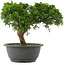 Juniperus chinensis, 22,5 cm, ± 15 jaar oud