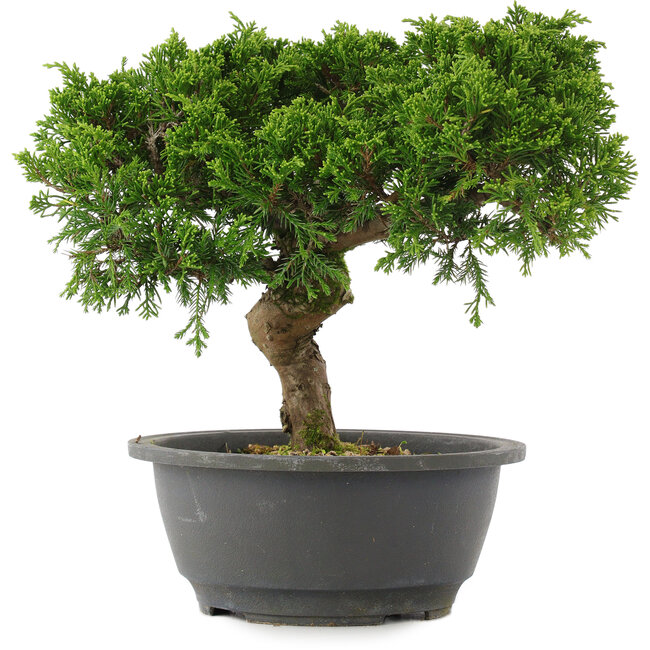 Juniperus chinensis, 22,5 cm, ± 15 ans