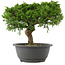 Juniperus chinensis, 22,5 cm, ± 15 jaar oud
