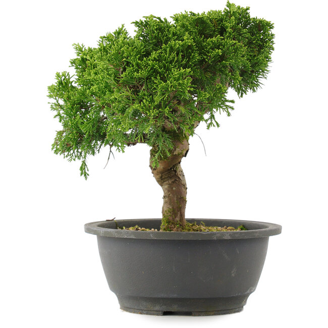 Juniperus chinensis, 22,5 cm, ± 15 jaar oud