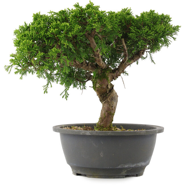 Juniperus chinensis, 22,5 cm, ± 15 ans
