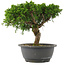 Juniperus chinensis, 22,5 cm, ± 15 jaar oud