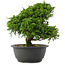 Juniperus chinensis, 24,5 cm, ± 15 years old