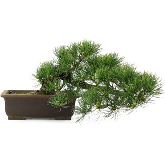 Pinus parviflora, 23,5 cm, ± 25 years old