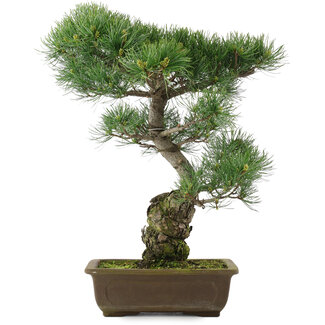 Pinus parviflora, 47 cm, ± 25 jaar oud
