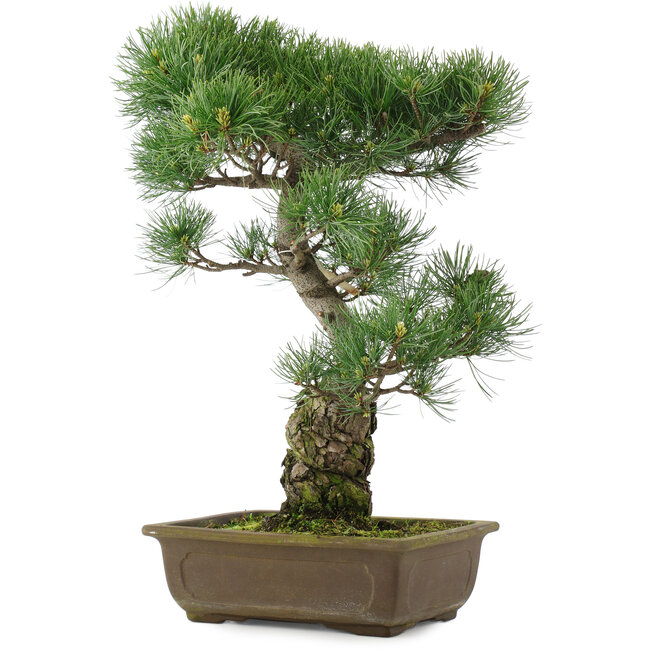 Pinus parviflora, 47 cm, ± 25 años