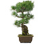 Pinus parviflora, 47 cm, ± 25 jaar oud