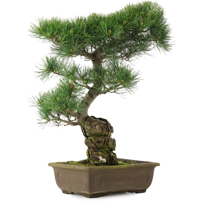 Pinus parviflora, 47 cm, ± 25 Jahre alt