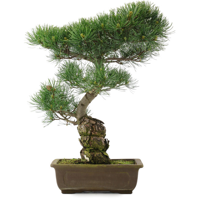 Pinus parviflora, 47 cm, ± 25 anni