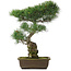 Pinus parviflora, 47 cm, ± 25 jaar oud