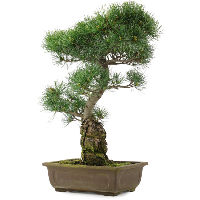 Pinus parviflora, 47 cm, ± 25 jaar oud