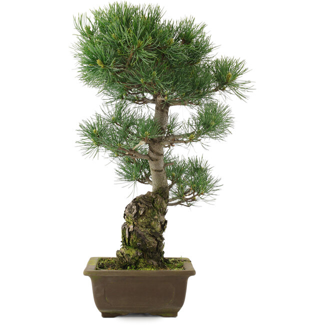 Pinus parviflora, 47 cm, ± 25 años