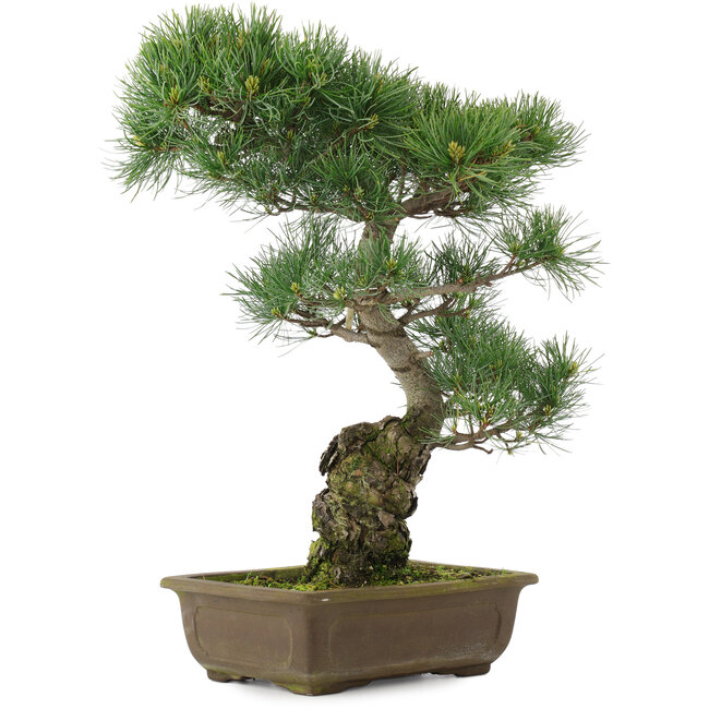 Pinus parviflora, 47 cm, ± 25 ans