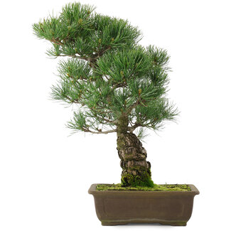 Pinus parviflora, 45,5 cm, ± 25 jaar oud