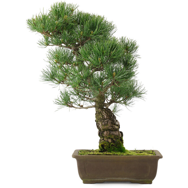 Pinus parviflora, 45,5 cm, ± 25 jaar oud