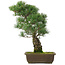 Pinus parviflora, 45,5 cm, ± 25 jaar oud